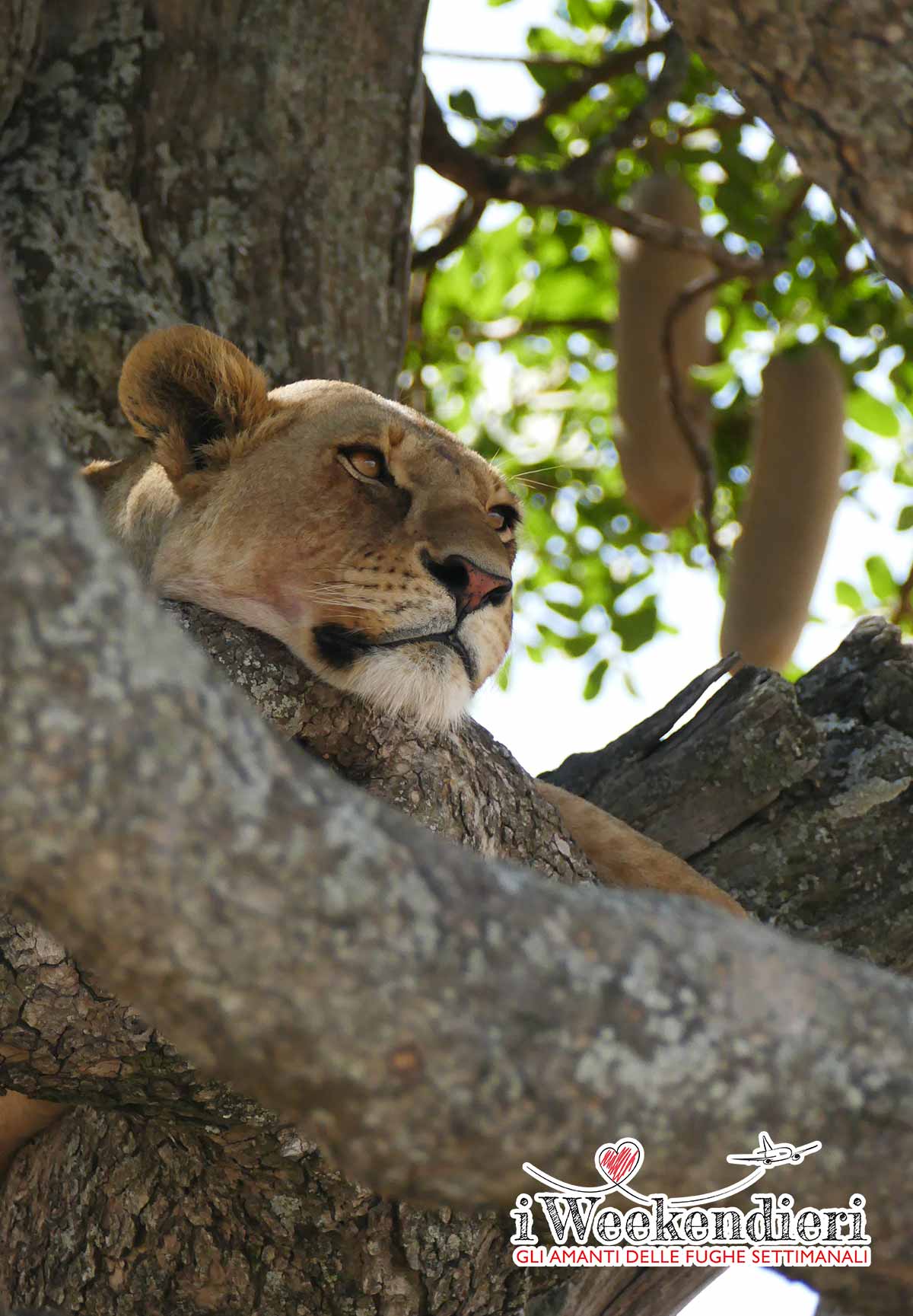 LEONESSA NELLA SAVANA IN TANZANIA