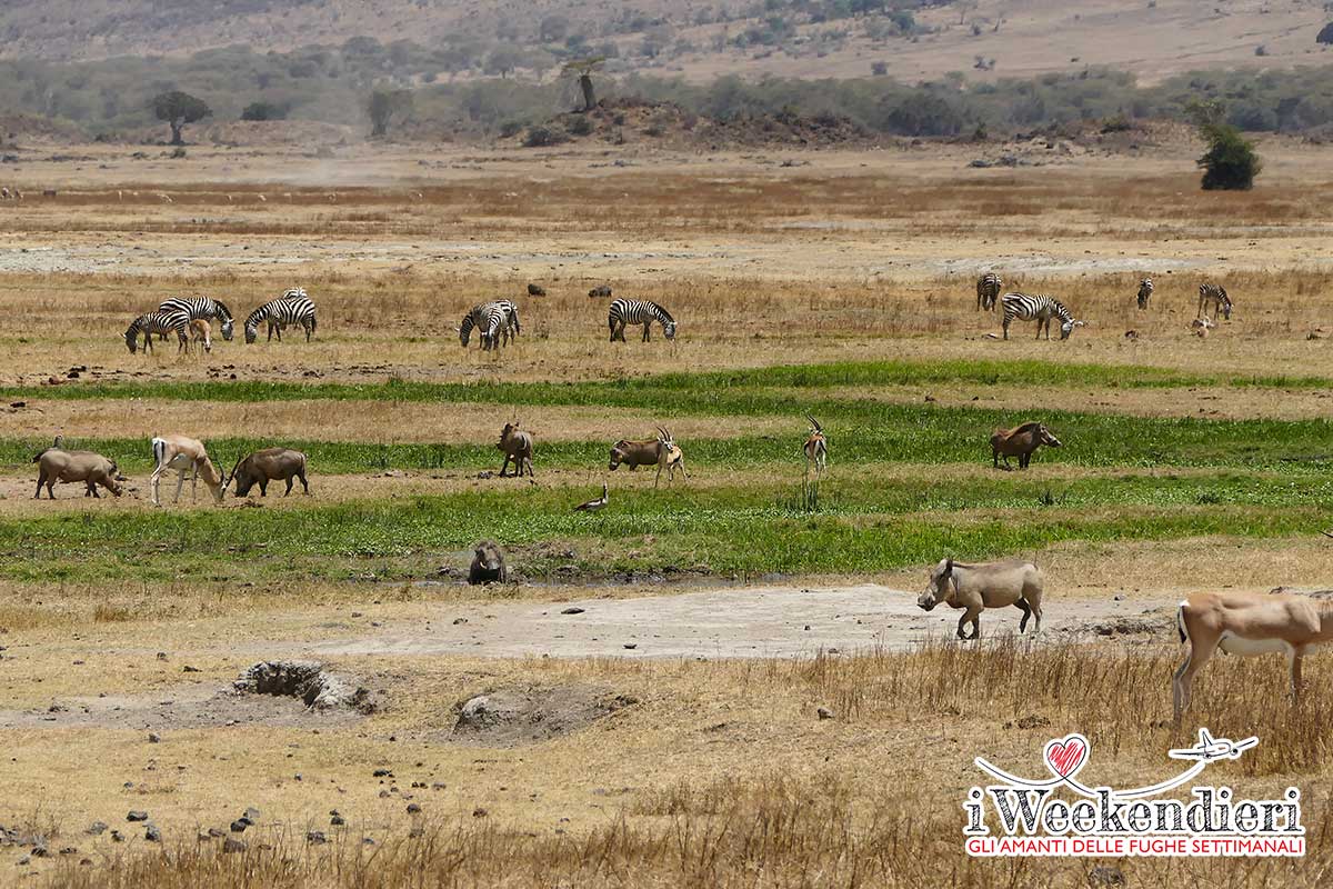 ANIMALI DELLA SAVANA IN TANZANIA