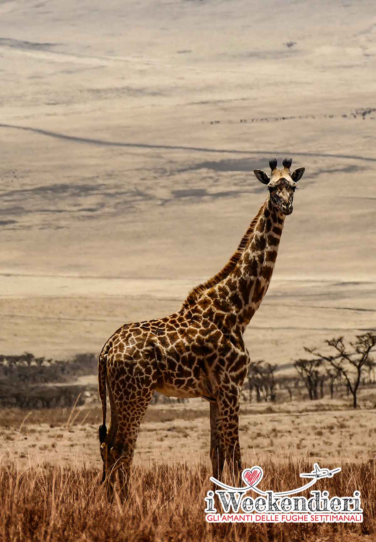 giraffa nel serengeti