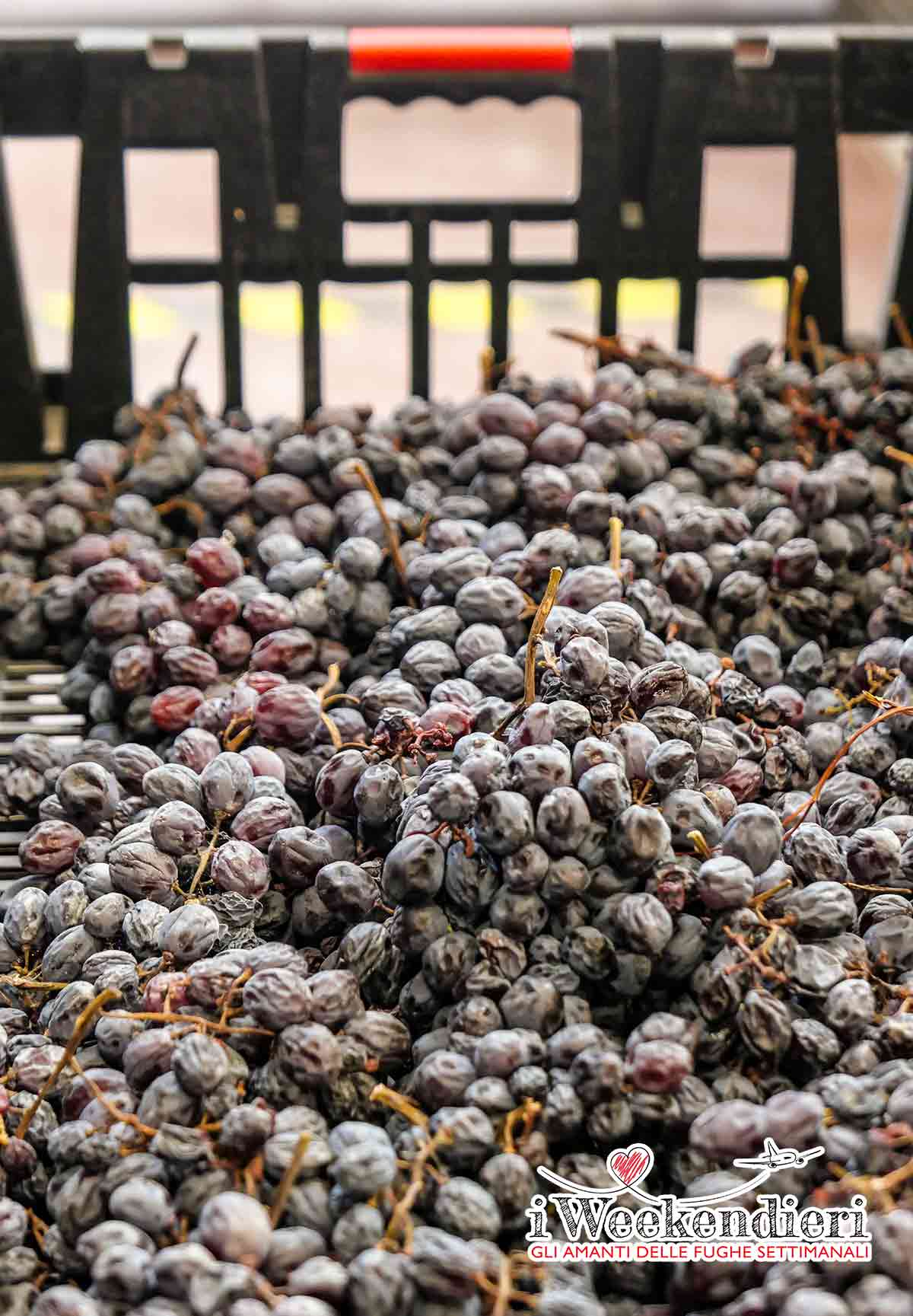 vini e cantine in valpolicella