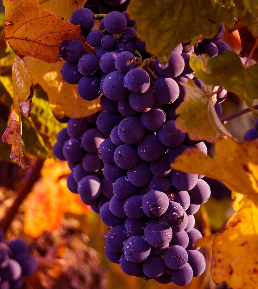 le langhe