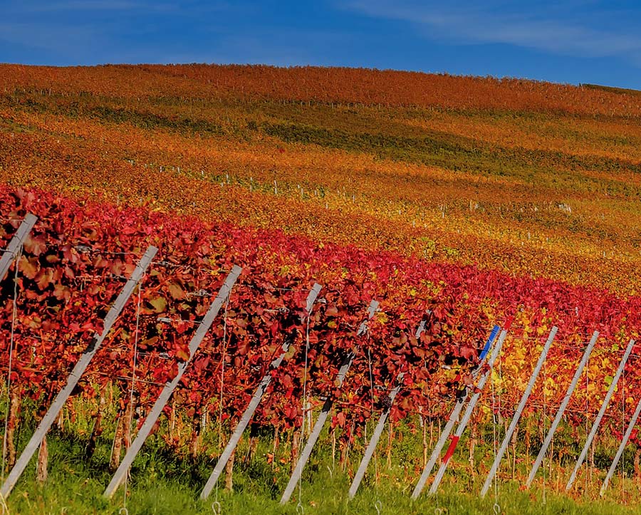 le langhe