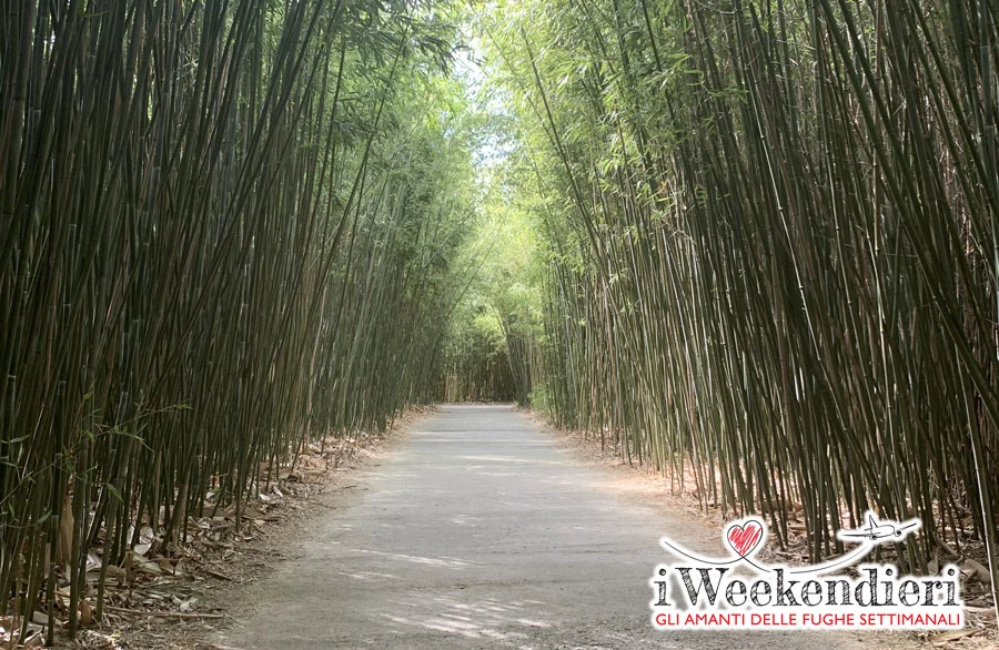 labirinto di bambù