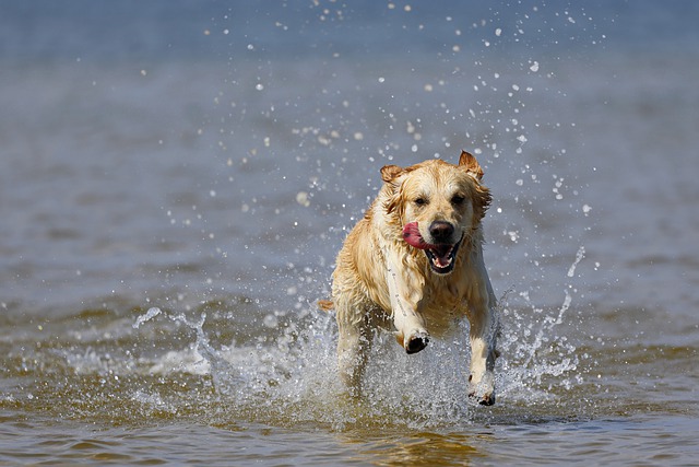 Spiagge per cani Emilia Romagna